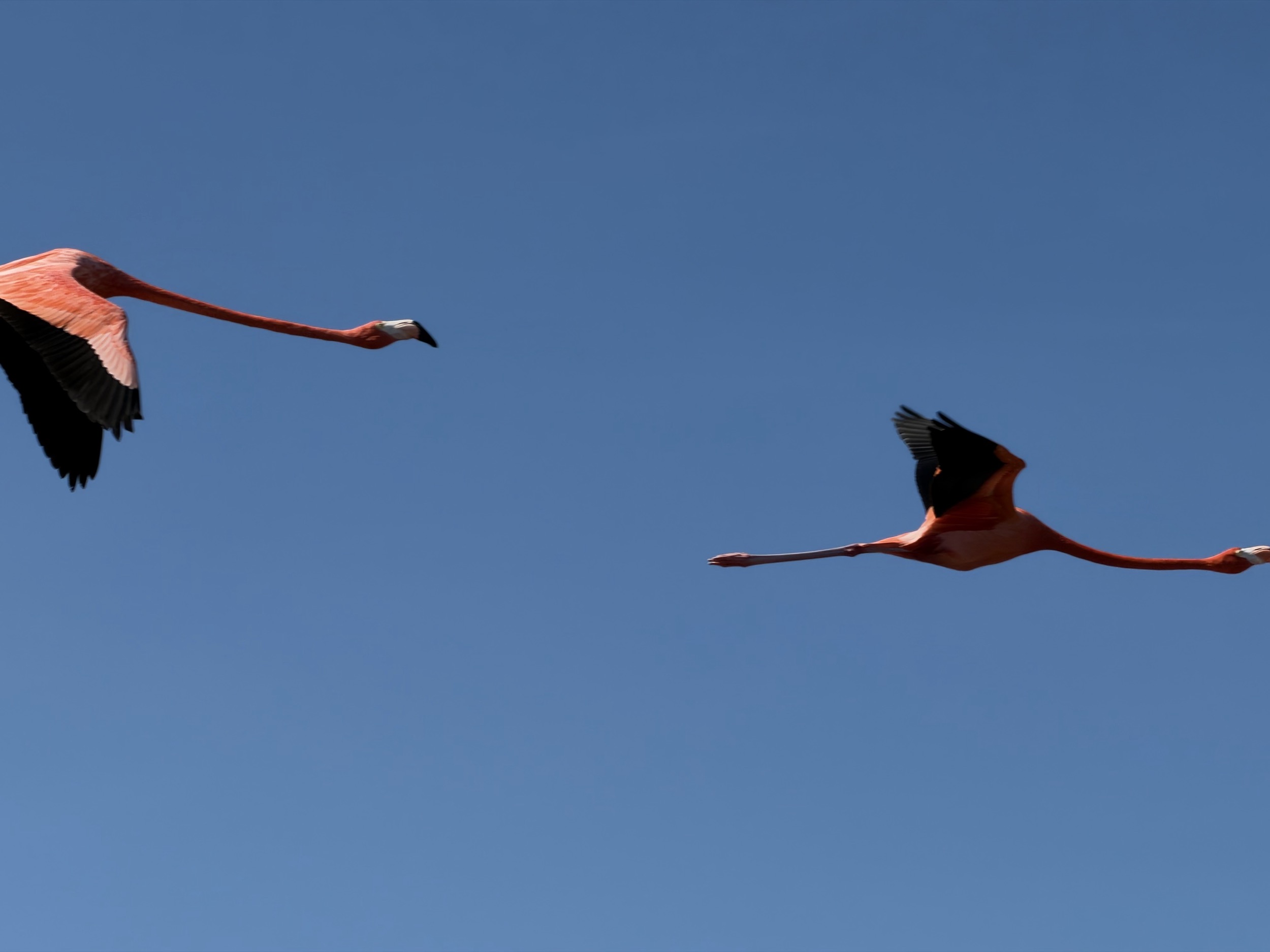 Flamands roses des Caraïbes
