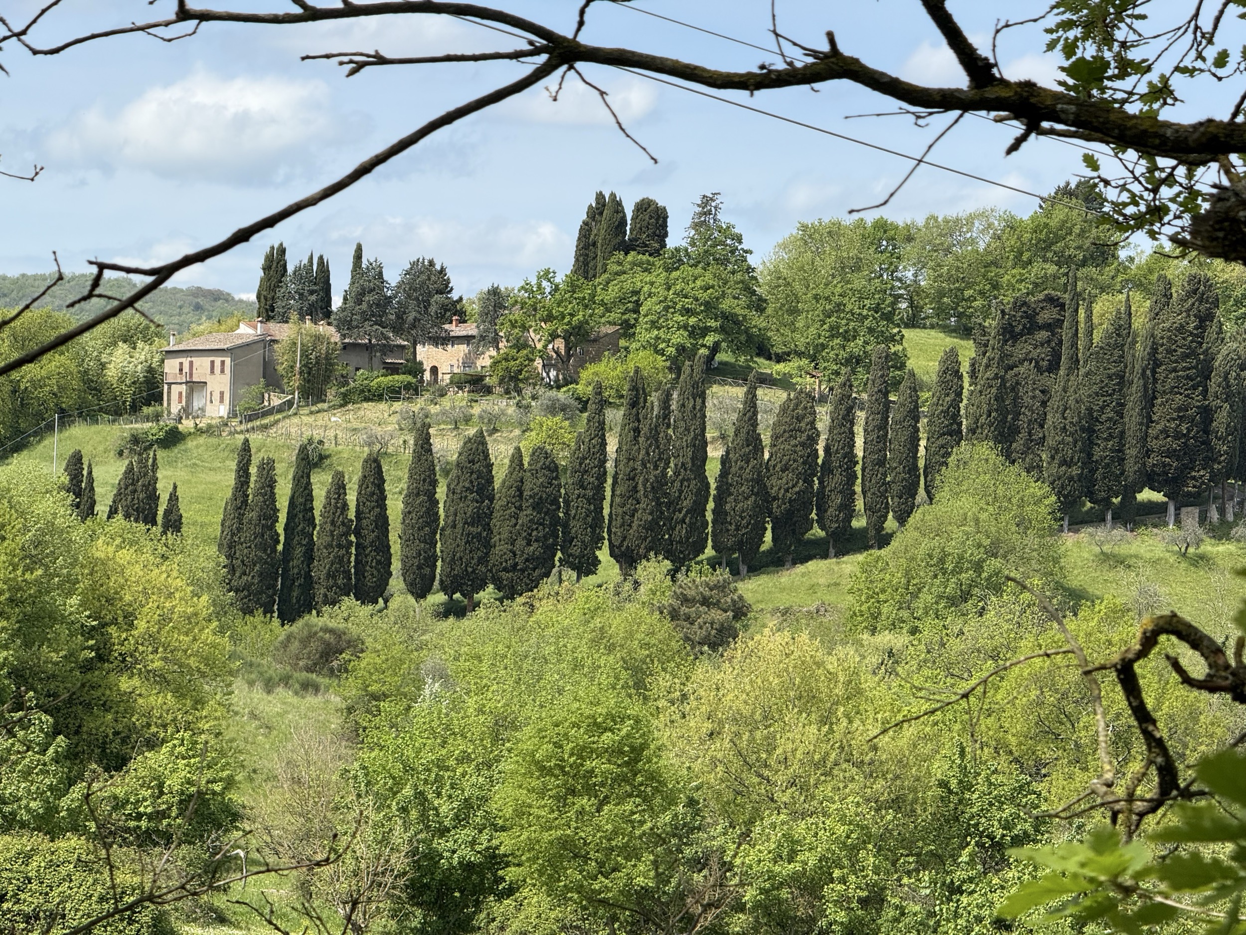 Les cyprès de la campagne toscane